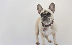 Que faire si votre bouledogue français se fait mordre par un autre animal ?