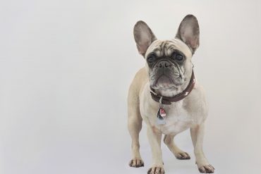 Morsure bulldog