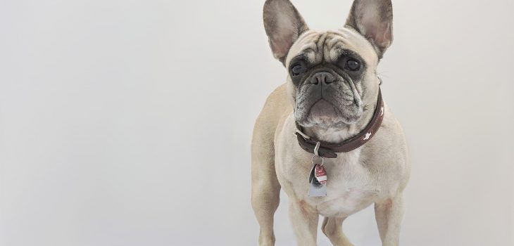 Que faire si votre bouledogue français se fait mordre par un autre animal ?