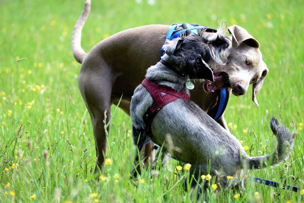 morsure chien bouledogue français