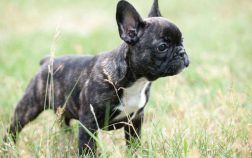 Tout savoir sur les boutons des bouledogues français