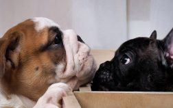 Quelles sont les différences entre un bouledogue français et un bulldog anglais?