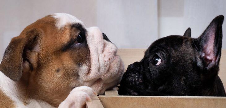 Quelles sont les différences entre un bouledogue français et un bulldog anglais?