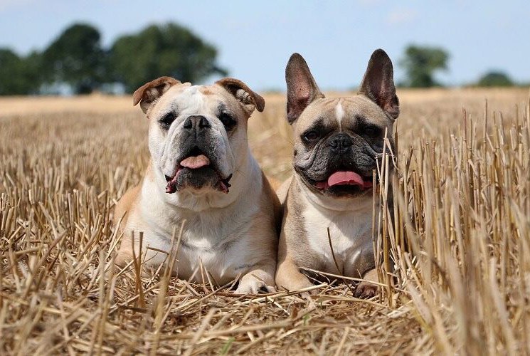 Comparaison bouledogue français et bouledogue anglais