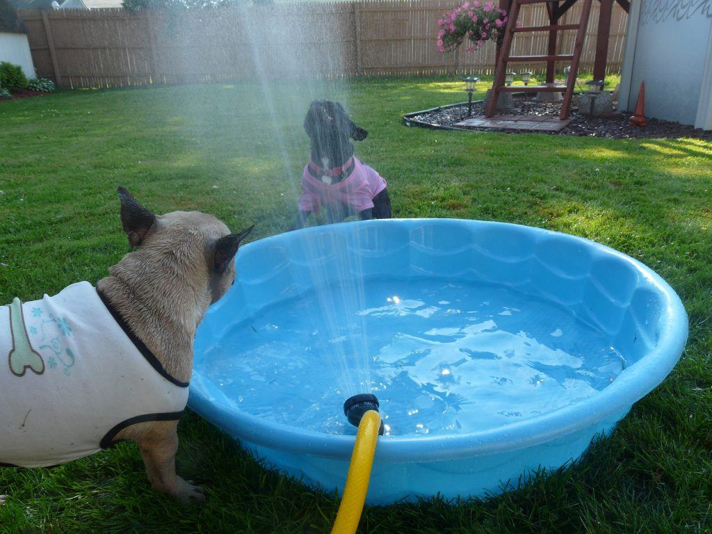 Bouledogue Francais Jeux Eau