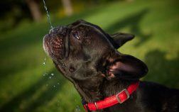 Tout savoir sur les jeux d’eau avec votre bouledogue français