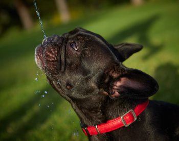 Tout savoir sur les jeux d’eau avec votre bouledogue français