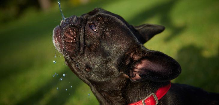 Tout savoir sur les jeux d’eau avec votre bouledogue français