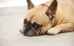 Que donner à un bouledogue français allergique à la viande?