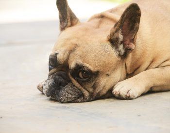 Que donner à un bouledogue français allergique à la viande?