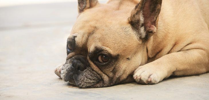 Que donner à un bouledogue français allergique à la viande?